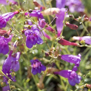 Purple Penstemon Blooms Glistening After Spring Rain