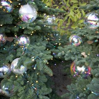 Enchanting Fir at Thistlewyck