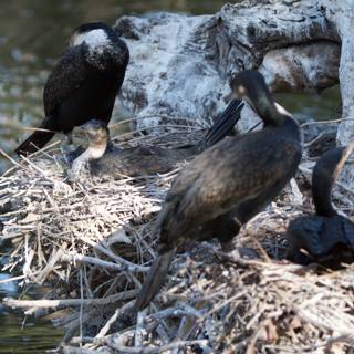 A Cormorant and Three Waterfowl on Nest Rock