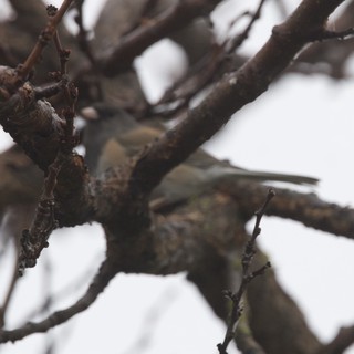 Sparrow Foraging Among Bare Winter Branches