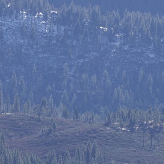 Misty Coniferous Forest Layers in Mountain Haze