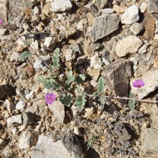 A Small Purple Flower Taking Root in the Rocky Terrain