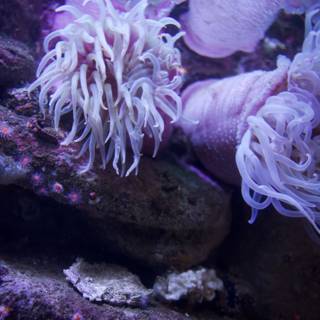 A Duo of Purple Majesty: Sea Anemones