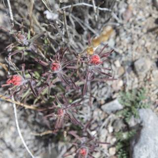 Red-flowered Plant Among the Rocks