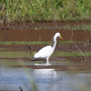 Great Egret Foraging in Shallow Wetland Waters