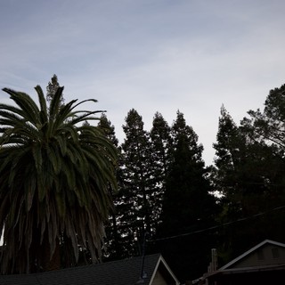 Palm Tree and Conifers at Dusk in Residential Neighborhood
