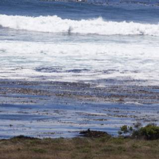 Coastal Serenity in Cayucos