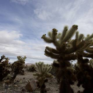 Cactus Oasis in the Desert