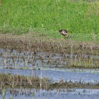 Wading Bird Foraging in Flooded Wetland Habitat