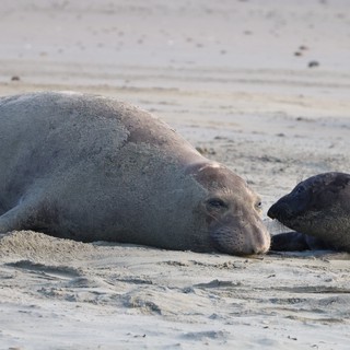 Elephant Seal Mother and Pup Tenderly Touch Noses