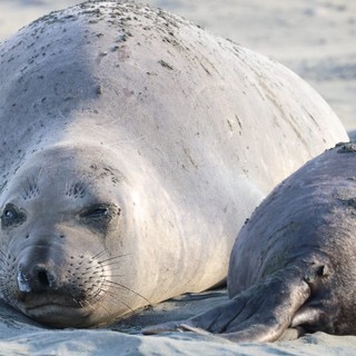 Elephant Seal Pup Resting on Sandy Beach