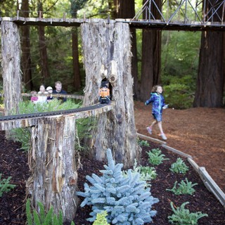 California redwood forest park or botanical garden