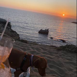 Sunset Sips with My Canine Companion