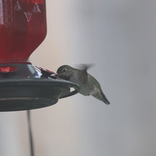 Anna's Hummingbird Feeding at Red Nectar Feeder