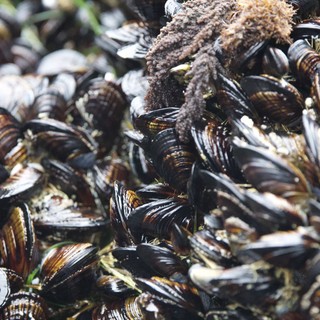 Dense Mussel Bed Thriving in Rocky Intertidal Zone