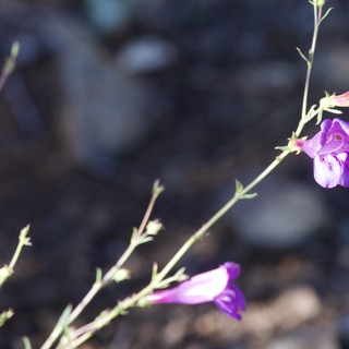 california-native