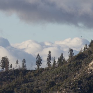 Storm Clouds Over Mountain Ridge with Pine Trees