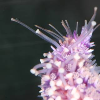 A Vibrant Purple Sea Anemone
