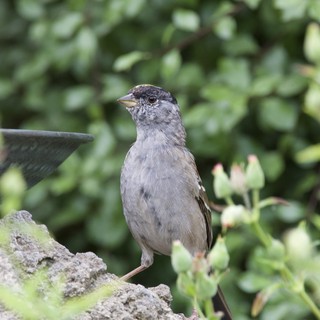 Gray Dunnock Perched by Garden Bird Bath
