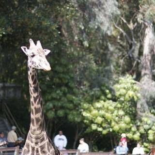 Two Majestic Giraffes at the Zoo