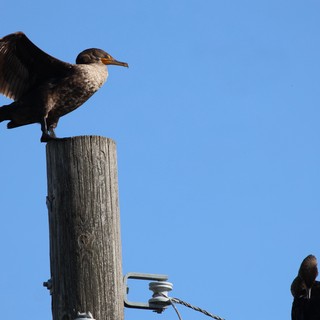 Juvenile Cormorant Spreading Wings on Weathered Post