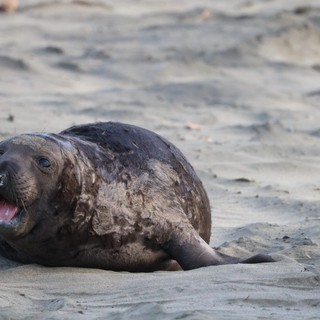 Molting Elephant Seal Pup on Sandy Beach
