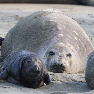 Elephant Seal Mother and Pup Resting at Drakes Beach