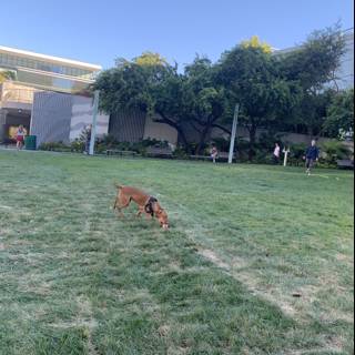 Playful Pup in the Park