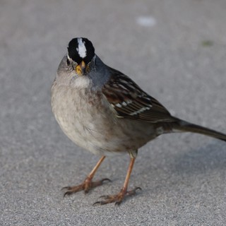 White-Crowned Sparrow Portrait on Pavement at Drakes Beach