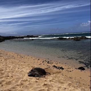 Basking Turtle on the Shoreline