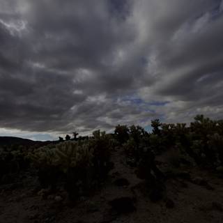 Cloudy Skies Over a Desert Cactus