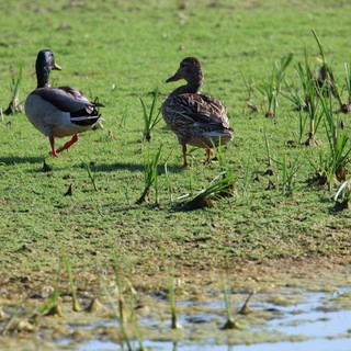 Male and Female Mallard Ducks Foraging in Wetland Habitat