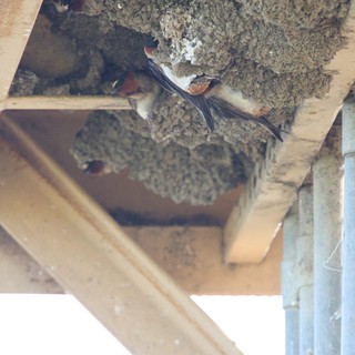 Cliff Swallows Tending to Mud Nests Under Bridge