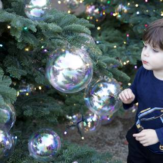 Enchanted Reflections