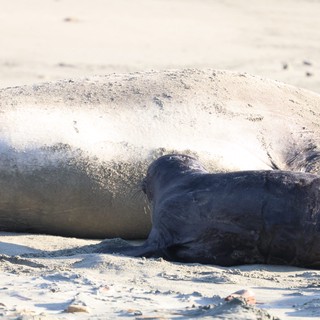 Northern Elephant Seal Mother and Pup at Drakes Beach