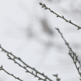 Early Spring Buds on Bare Winter Branches