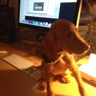 Canine Companion at Work