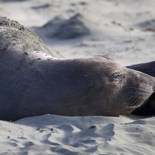 Northern Elephant Seal Resting on Sandy Beach