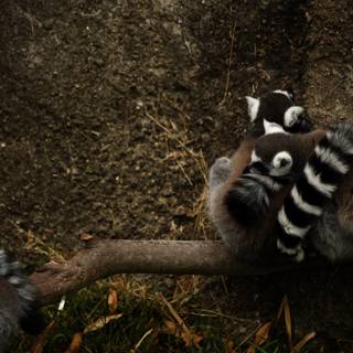 Lemur Love at Oakland Zoo