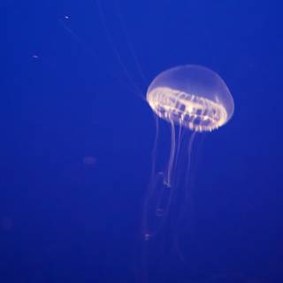 Mystery of Monterey: The Jellyfish Ballet