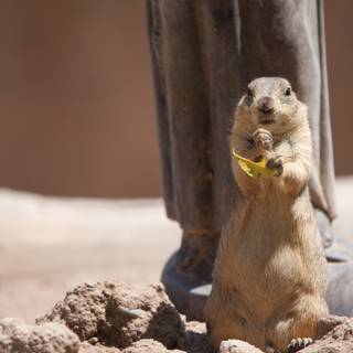 Snack Time for a Ground Squirrel