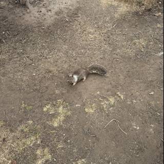 Curious Critter in Cambria