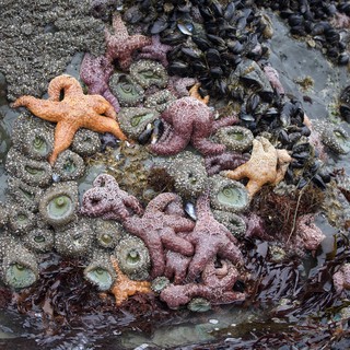 Vibrant Sea Stars and Anemones in Pacific Tide Pool