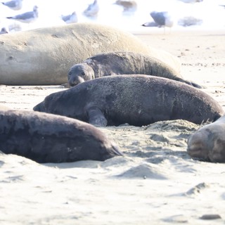 Elephant Seals Resting on Drakes Beach Sand