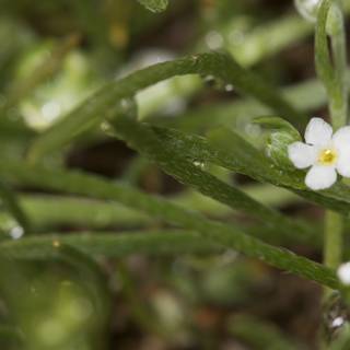 Delicate Anemone Flower