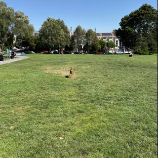 Pup in the Park