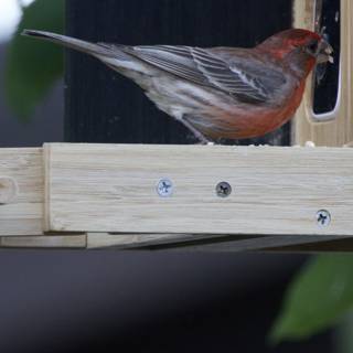 Feathered Companion at the Feeder