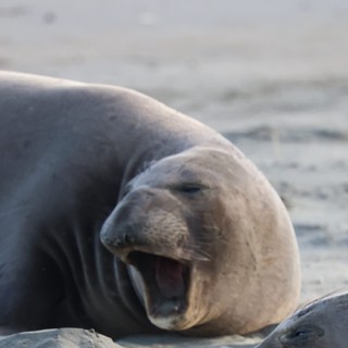 Elephant Seal Pup Yawning at Drakes Beach