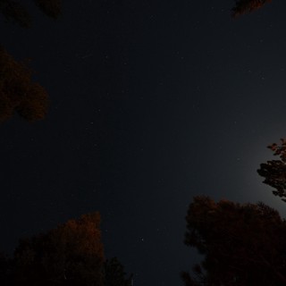 Moonlit Pines Under a Star-Filled Night Sky