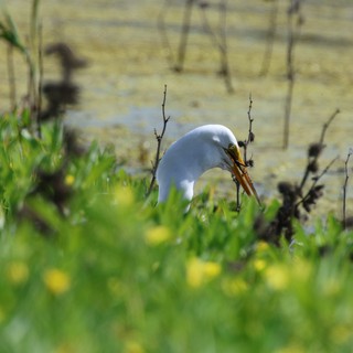 Great Egret Hunting in Wetland Grassland